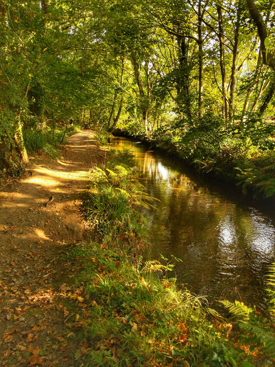 Riverside path along the Cober