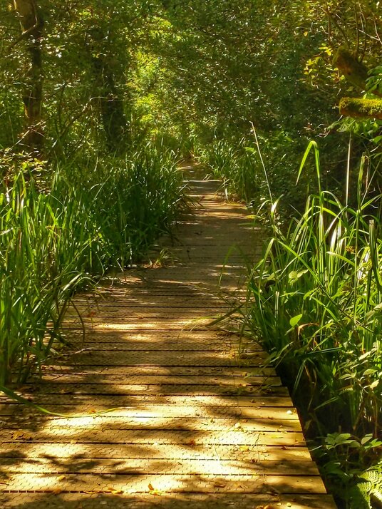 Boardwalk at College Reservoir
