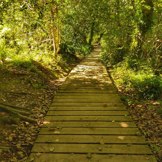 Boardwalk around College Reservoir