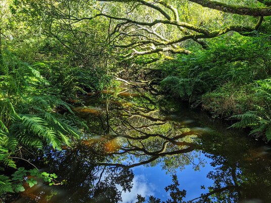 Pond near College Reservoir