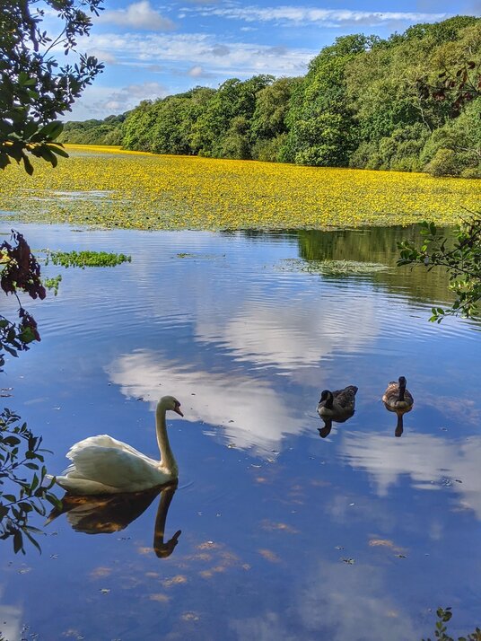 Swan on College Reservoir