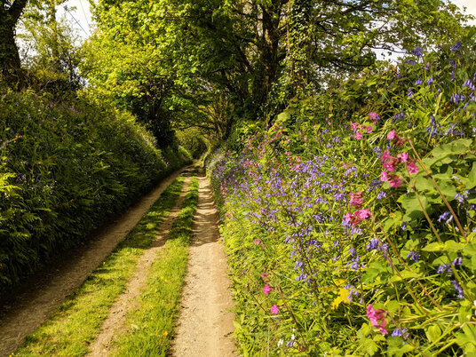Track to Colpit Cottage
