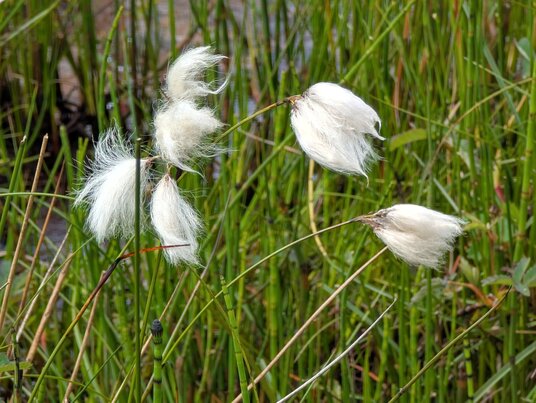 Common cottongrass