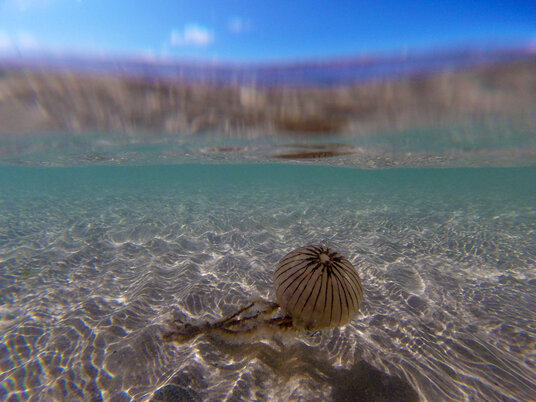 Compass Jellyfish on the Doom Bar