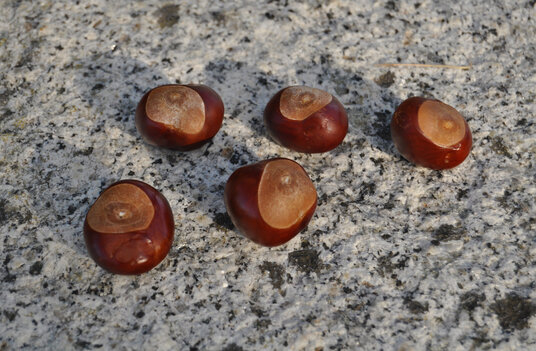 Conkers