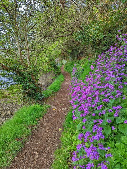 Flowers along the path at Coombe