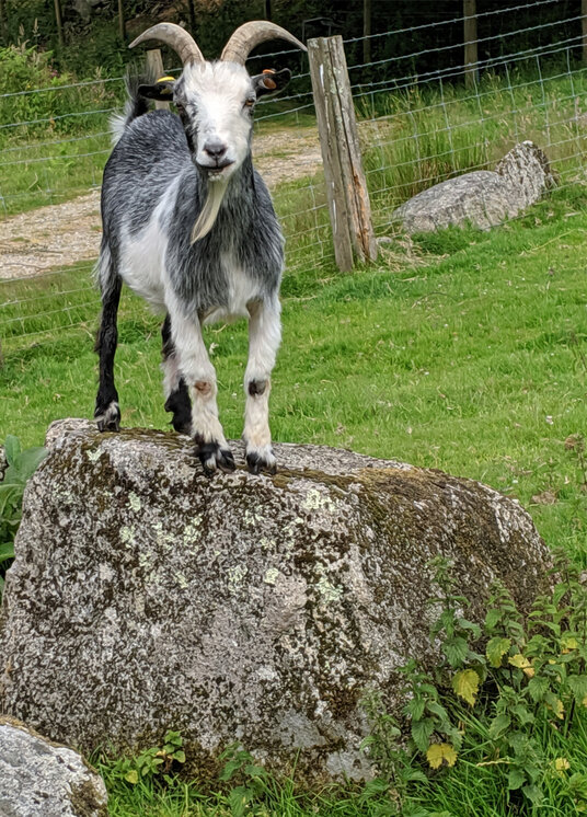 Goat at Coombe Mill