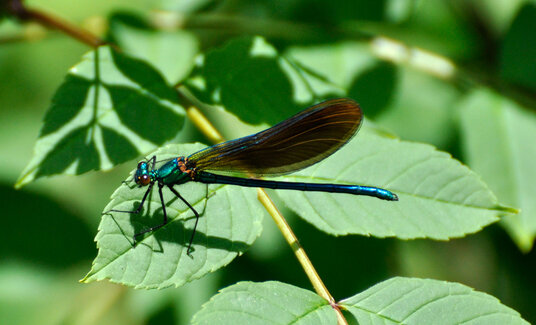 Damselfly in the Coombe Valley