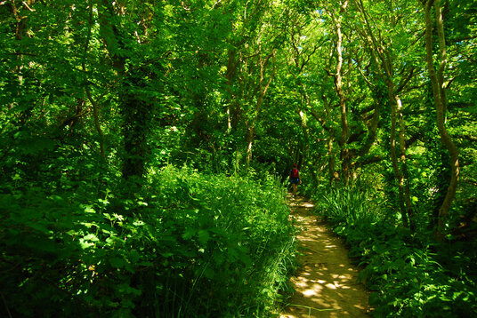 Footpath through the Coombe valley