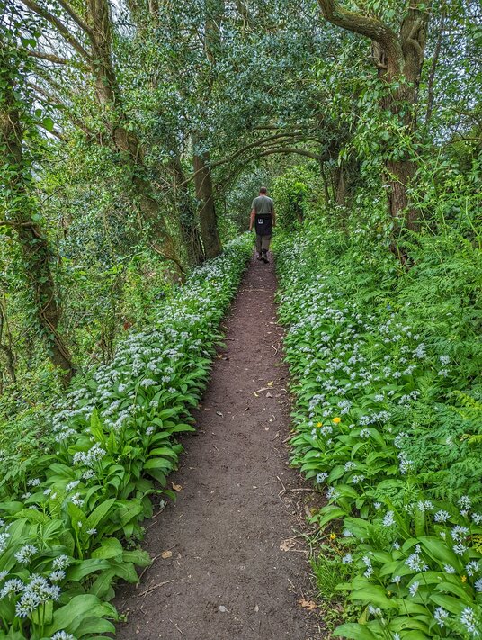 Wild Garlic near Coombe