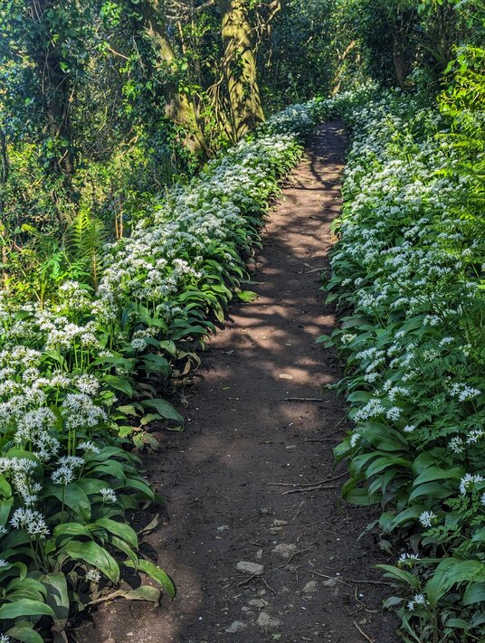 Wild garlic at Coombe