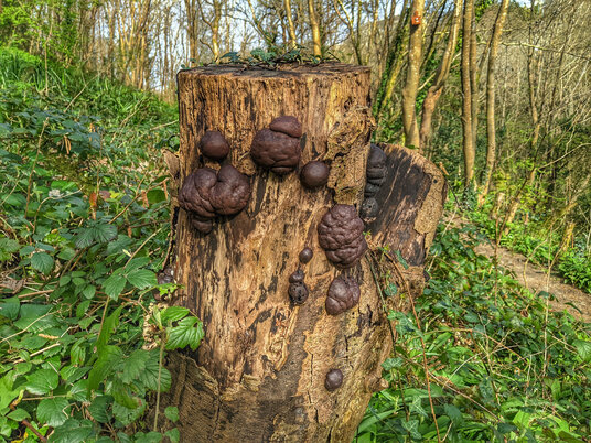 Coal fungus in Coombe Woods