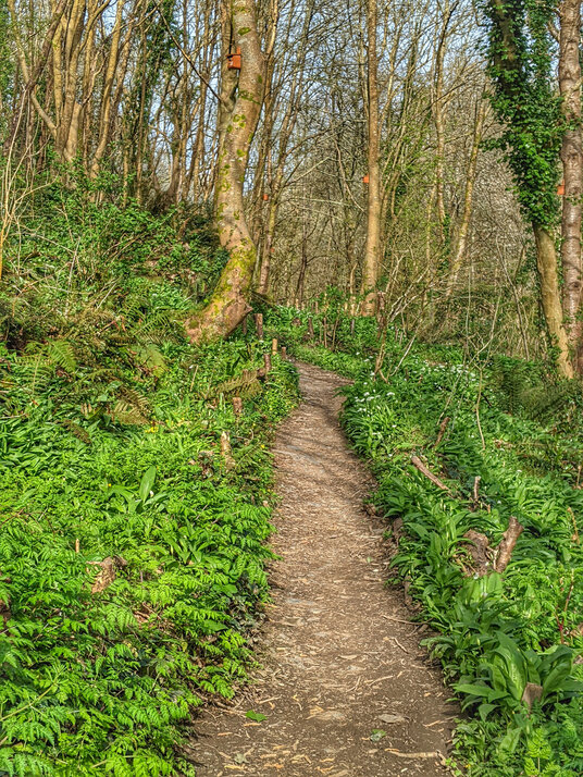 Wild garlic in Coombe Woods