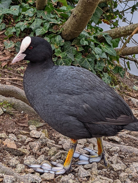 A coot at Swanpool Nature Reserve
