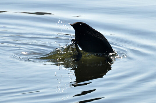 A coot diving into Swanpool