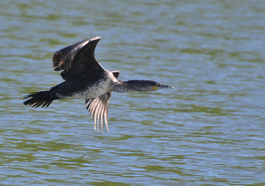Cormorant at Porth Reservoir
