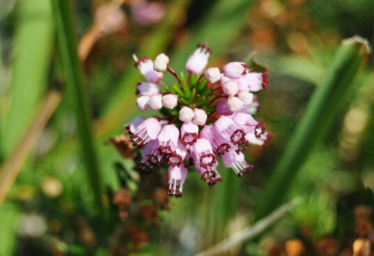 Cornish Heath