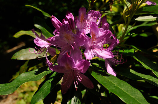 Rhododendron flower in Coronation Park