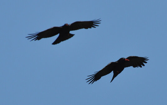 Choughs in the Cot Valley