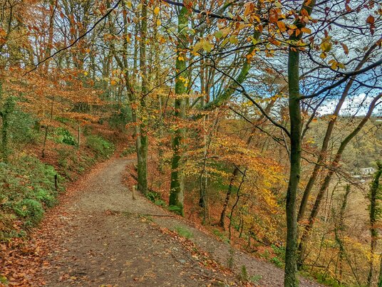 Path near Cotehele in autumn