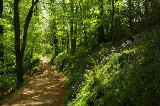 Bluebells near Cotehele