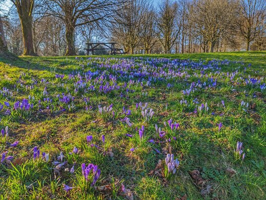 Crocuses at Cotehele