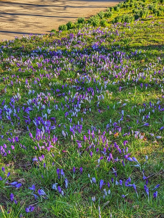 Crocuses at Cotehele