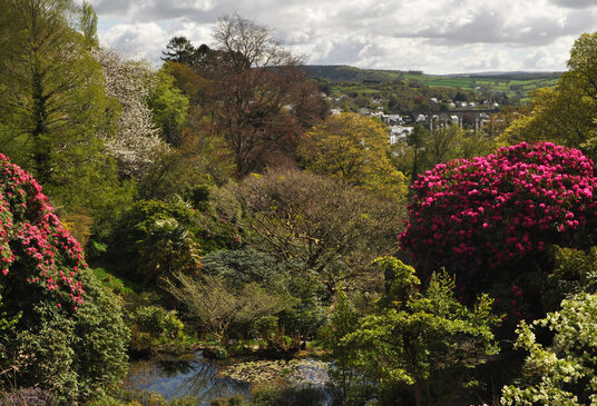 Cotehele gardens, overlooking Calstock