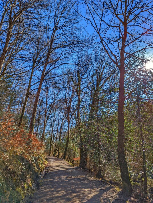 Woodland path near Cotehele