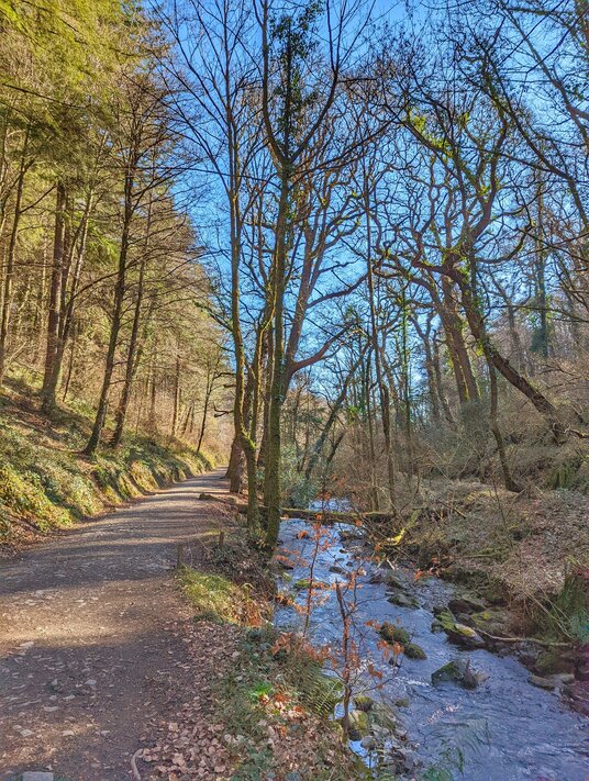 Riverside path at Cotehele