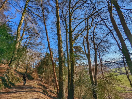 Woods near Cotehele