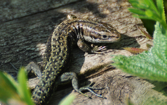 Lizard on the coast path