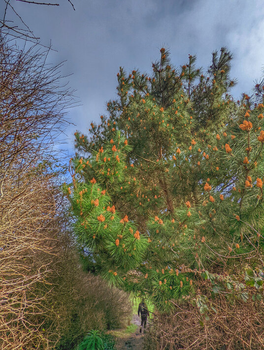 Path from the Sculpture Park