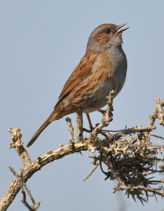 Dunnock on the coast path