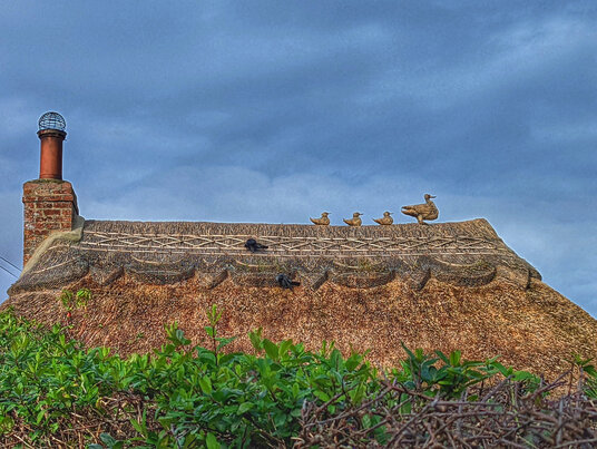 Thatched birds on a thatched roof