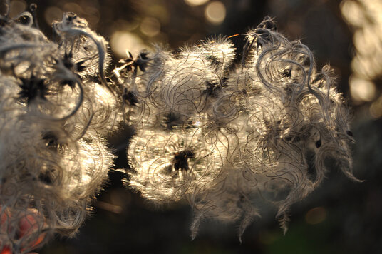 Seeds beside the footpath to Coverack