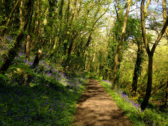 Bluebells at Cowlands