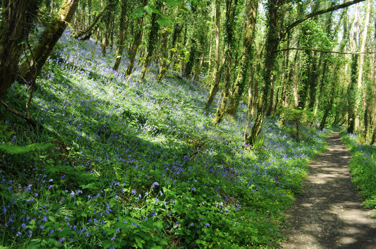 Bluebells near Cowlands Creek