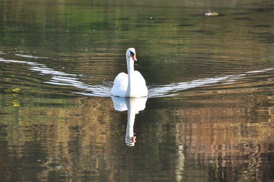 Swan at Cowlands Creek