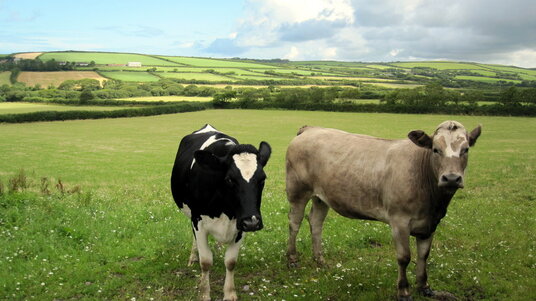 Cows near Trewethern