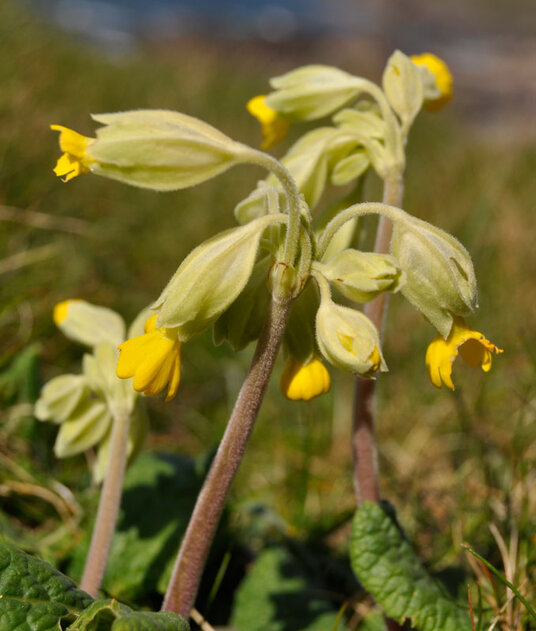 Cowslip growing in the lime-rich shell sand