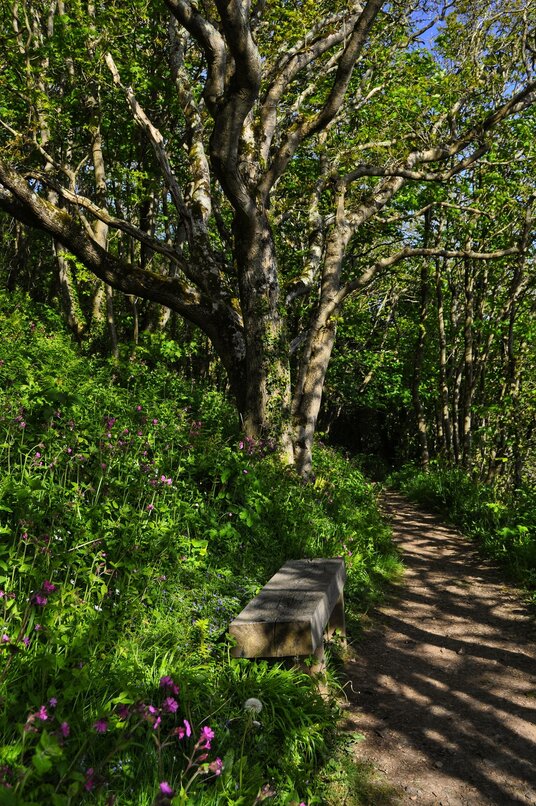 Woodland at Crackington Haven