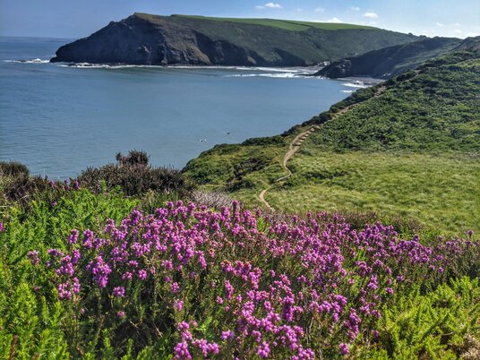 Heather near Crackington Haven