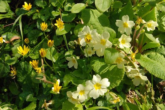 Wildflowers near Crackington Haven