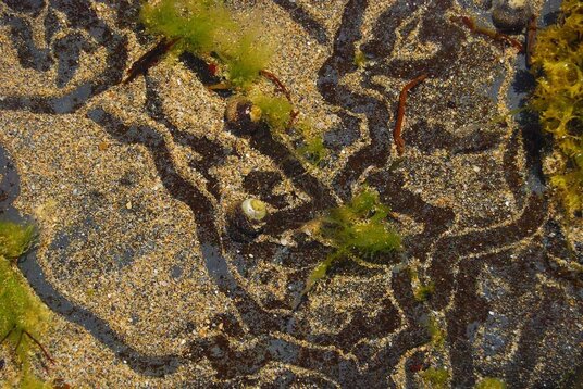 Winkle trails in rockpools