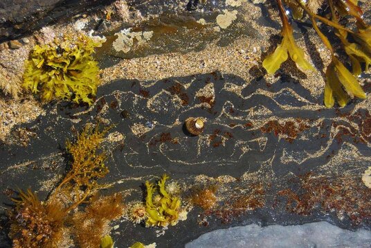 Trails made by winkles