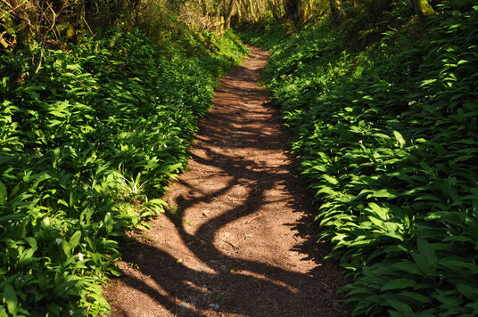 Wild garlic along the path to Crafthole