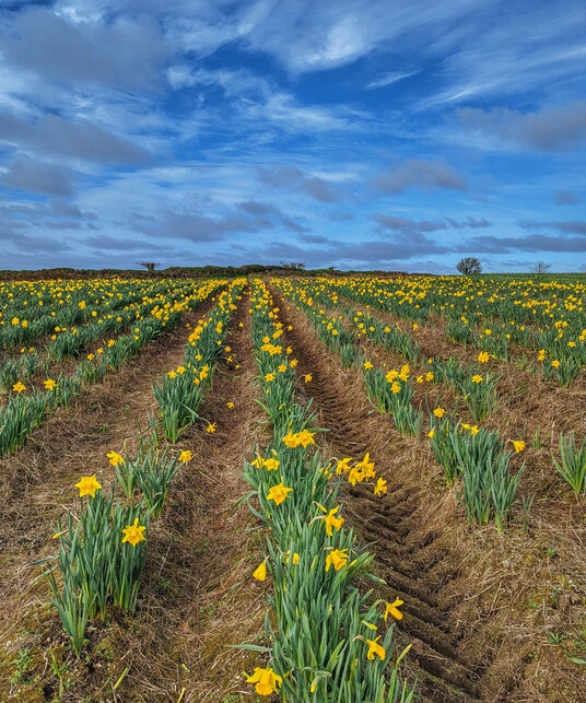 Daffodils in the fields at Crill