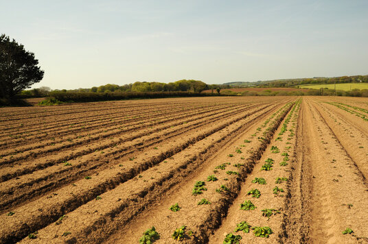 Fields near Crill