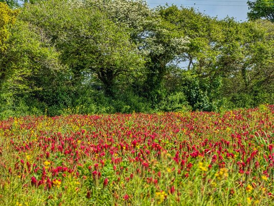 Crimson Clover